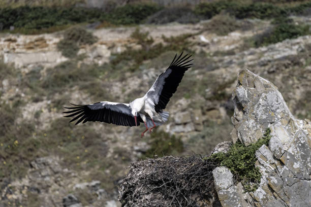 A white stork spreads its wings as it takes flight from its nest built on a rocky cliff, displaying its impressive wingspan and striking black and white plumage in a natural environment.