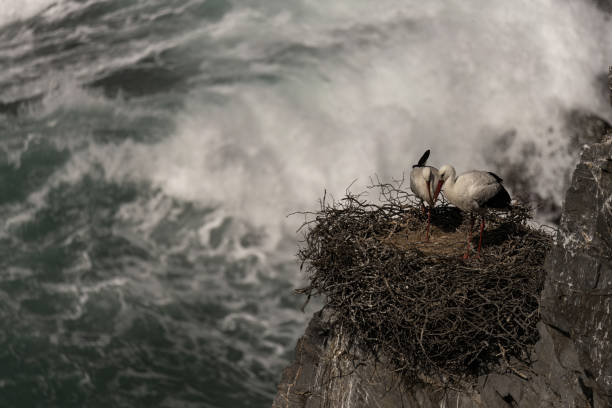 A white stork stands on its nest perched on a rocky cliff, overlooking the ocean. The bird's red beak and black and white plumage contrast against the deep blue water.