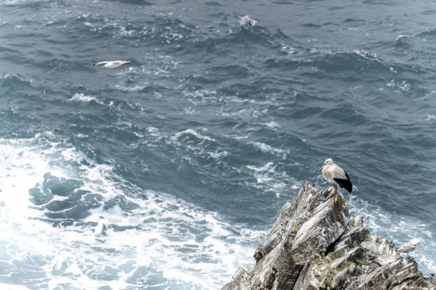 A white stork stands on rugged rocks by the shoreline, with waves crashing against the cliffs in the background.