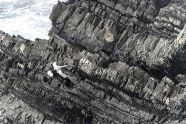 istock White Stork Flying Over Rocky Coastal Cliff 2165427192