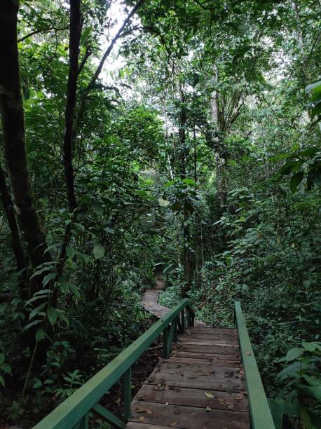 istock Wooden bridge in the tropical rainforest 2165427798
