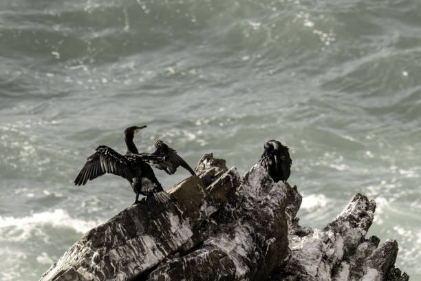 Two cormorants perched on a rocky outcrop by the ocean, with one spreading its wings and the other preening its feathers.