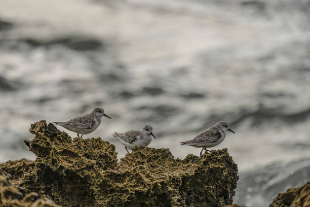 istock Two Sanderlings Resting on Rocky Shoreline 2165428115