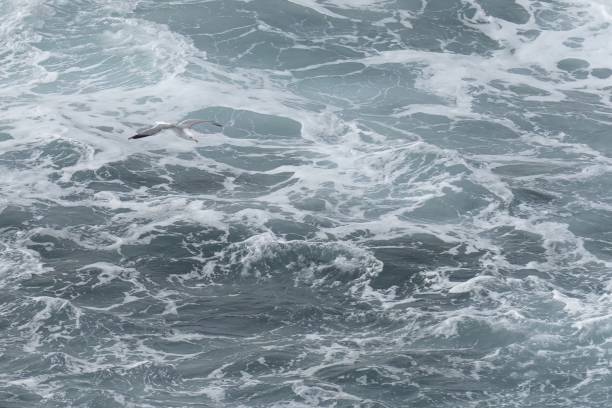 istock Seagull Soaring Over Turbulent Ocean Waves 2165428118