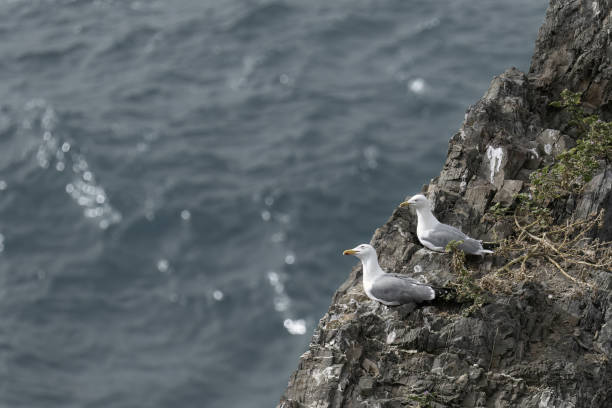 Several seagulls perched on rugged rocky cliffs, with one in flight over the turbulent ocean waves below, showcasing coastal wildlife.