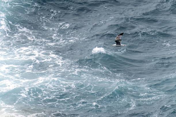 istock Seagull Soaring Over Turbulent Ocean Waves 2165428144