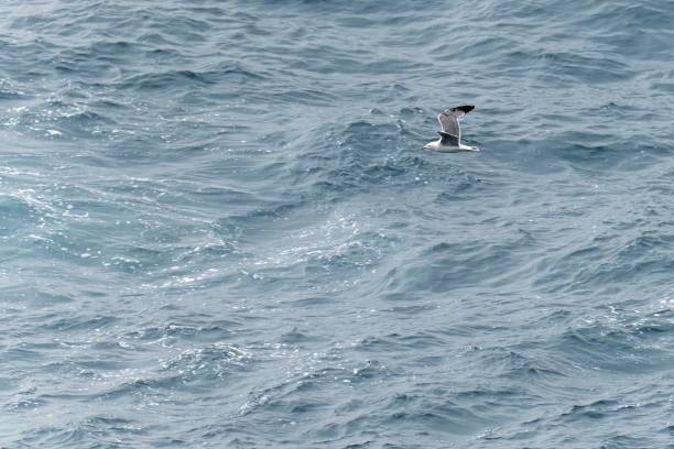 istock Seagull Soaring Over Turbulent Ocean Waves 2165428145