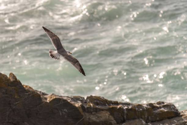 istock Seagull Soaring Over Turbulent Ocean Waves 2165428152