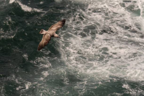 A seagull gracefully soars above the choppy, turbulent ocean waves, capturing the essence of freedom and nature's power.