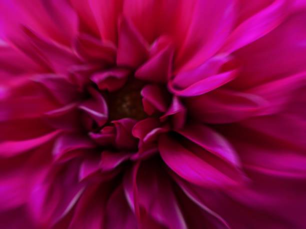 istock Colorful natural pink petals 2165429915
