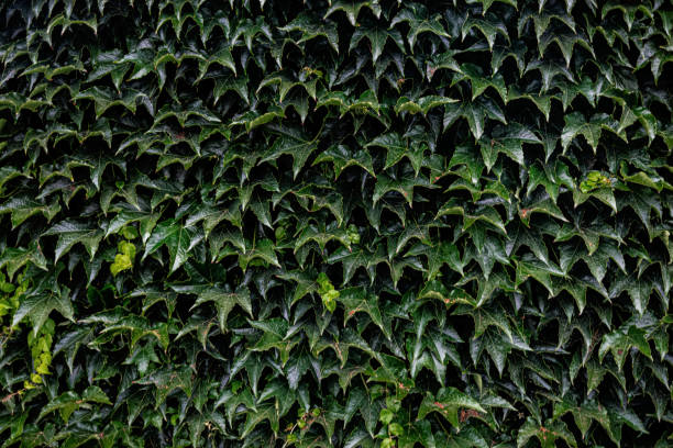 Wall overgrown with wild grape plant