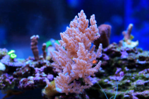 istock Nephthea pink soft coral - Nephtheidae sp. 2165432413