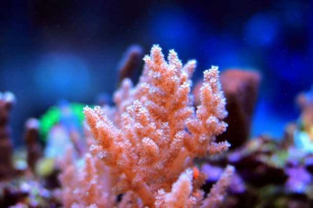 Nephthea tree corals are one of the most highly sought-after leather corals because of their beautiful neon green coloration. At one time these corals were nearly extinct but propagation efforts brought them back from the brink and now they are a fixture in the reef hobby today