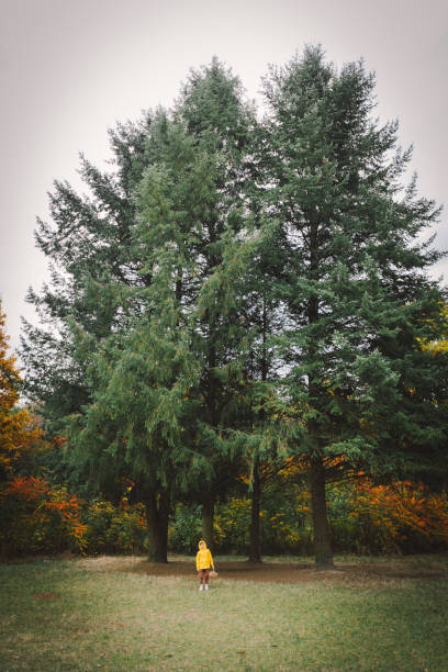 A child wearing a yellow raincoat is walking in a forest. The ground is covered with colorful autumn leaves. Sunlight filters through the branches, illuminating the serene atmosphere of the forest