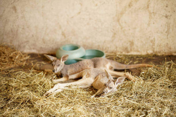 istock Baby Kangaroos Joey laying on hay 2165434263