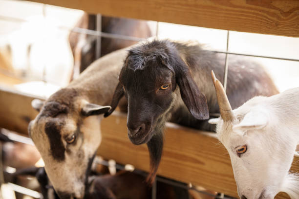istock Portrait of a goat 2165434266