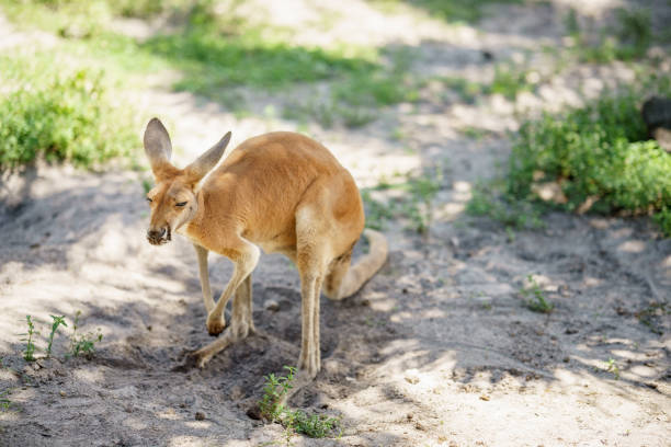 istock Kangaroo in a field o dirt 2165434301