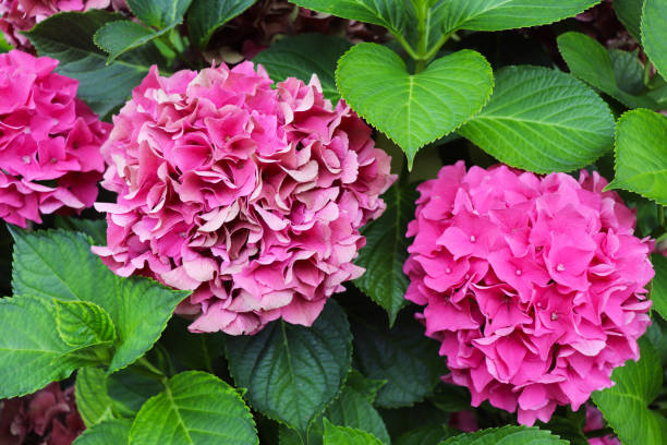 istock hydrangea bushes with pink flowers 2165434390