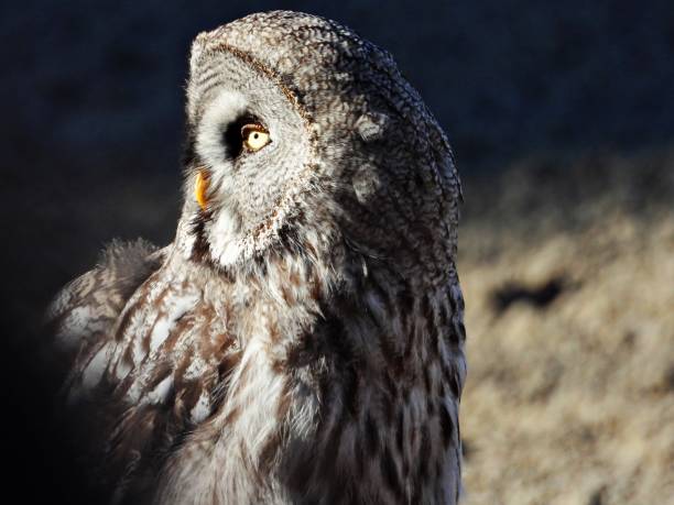 Great grey owl of Lapland - Profile portrait