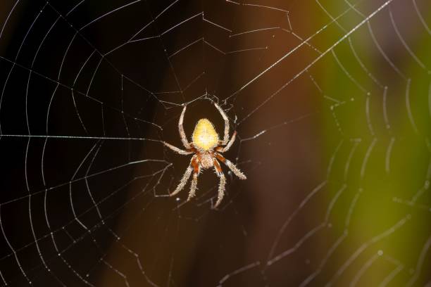 istock Tropical orb weaver, Eriophora ravilla, on the net 2165434924