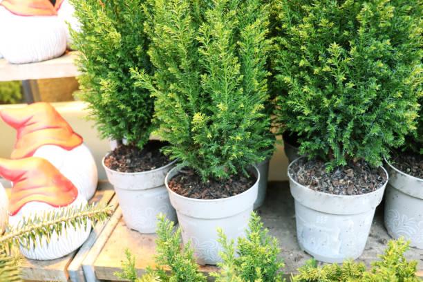 istock Christmas trees in pots 2165434941