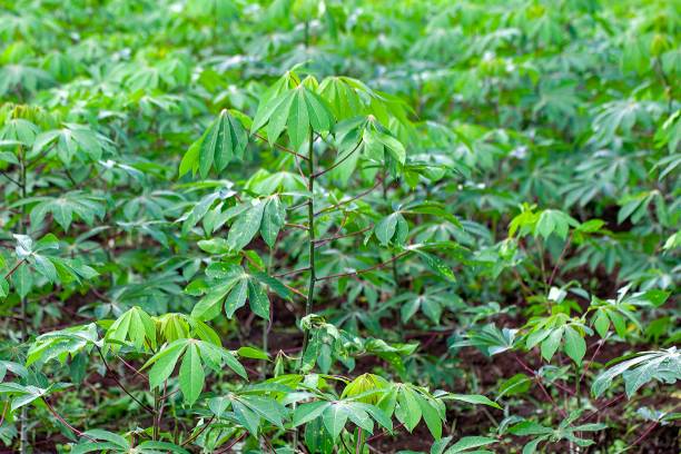 istock Manioc, Manihot esculenta, on a field 2165435025