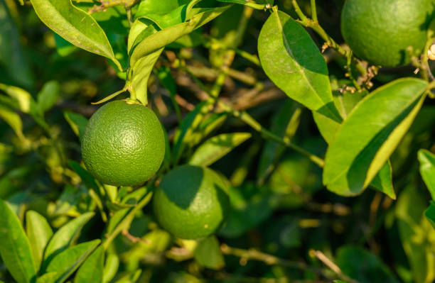 istock Green oranges on an orange tree with leaves 2165435298