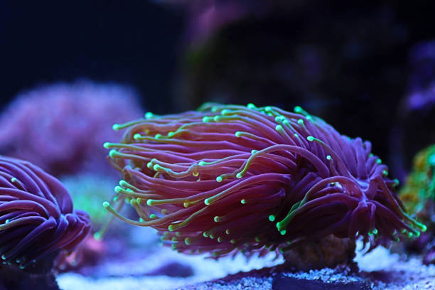 istock Amazing torch LPS coral - Euphyllia glabrescens 2165436629