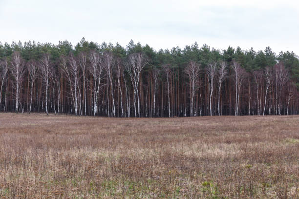 istock Treeline Seen Across Barren Field 2165438372