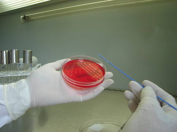 istock An analyst streak a sample in some red medium using a loop for a bacteria culture essay inside a petri dish inside a sterile environment with laminar flow hood 2165438493