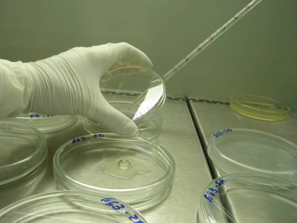 istock An analyst pipette a liquid sample in some transparent medium for a bacteria culture essay inside a petri dish inside a sterile environment with laminar flow hood 2165438503