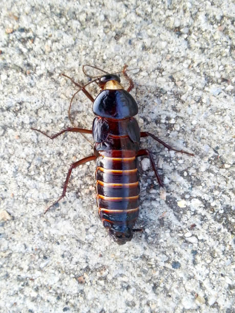 istock Close-up of a large cockroach bug on a concrete sidewalk. 2165438710