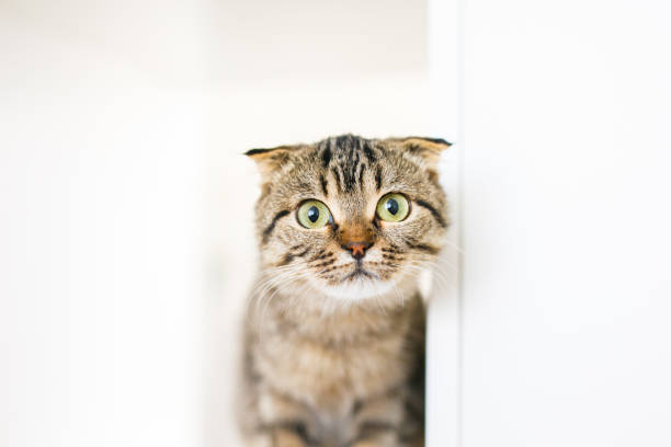 istock A Scottish lop-eared kitten sits on large white rack, looking out for something with predatory eyes 2165440086
