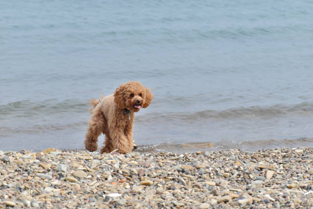 istock A small brown dog is walking on a beach 2165440449