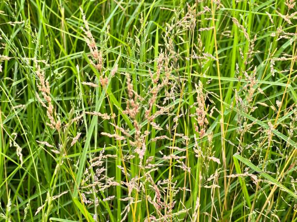 istock Beauty of weeds 2165442338