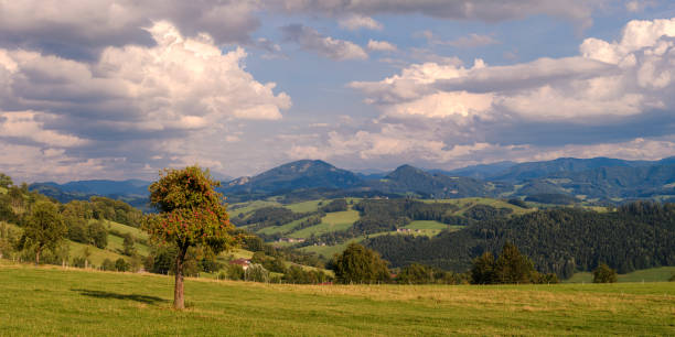 Valley between hills with vineyards and farms. Austria