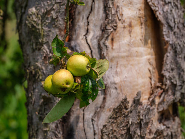 Apples with tree trunk in the Mostviertel