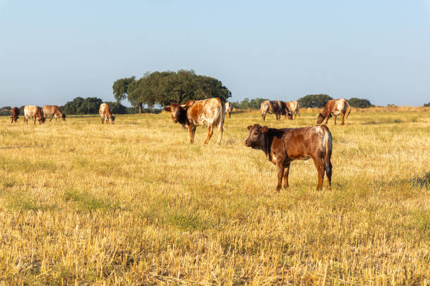 istock Mertolenga Herd: Calf Enjoying the Summer Yellow Meadow. 2165442580
