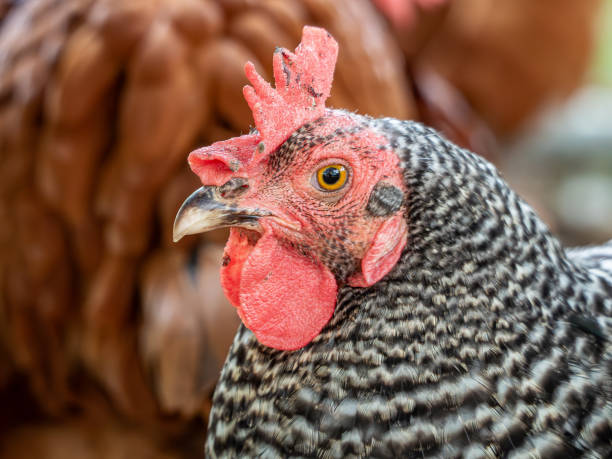 istock Close-Up of a Speckled Chicken’s Head 2165443178