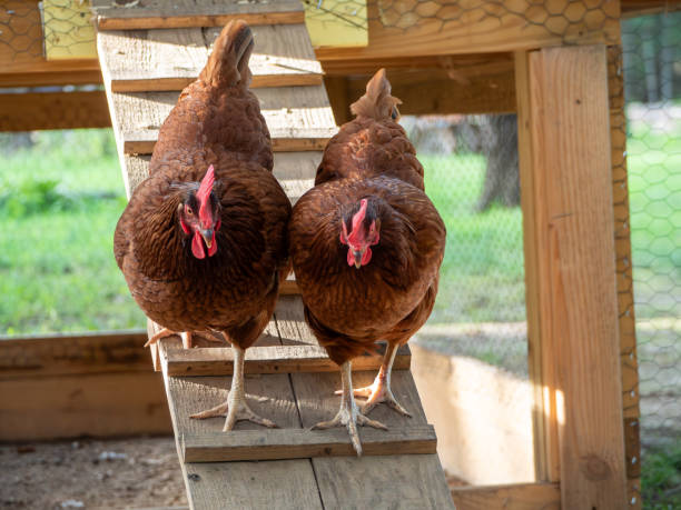 Brown Chickens Perched in a Coop