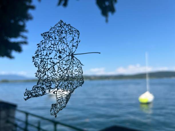 dead leaf hanging in front of the lake
