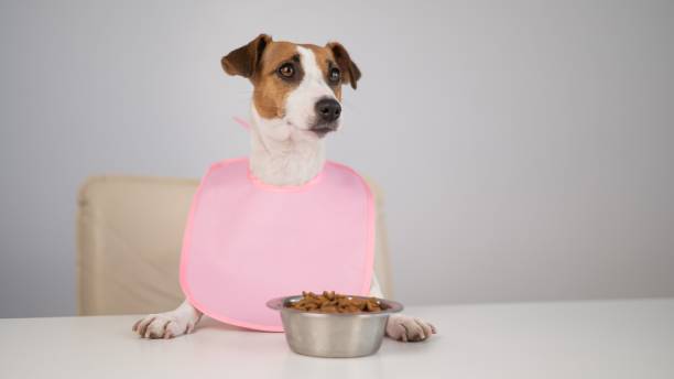 istock Dog jack russell terrier at the dinner table in a pink bib. 2165443583