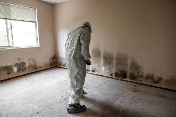Home Mold Remediation Stock photo of mold and mildew damage from a leaking roof. mold removal stock pictures, royalty-free photos & images