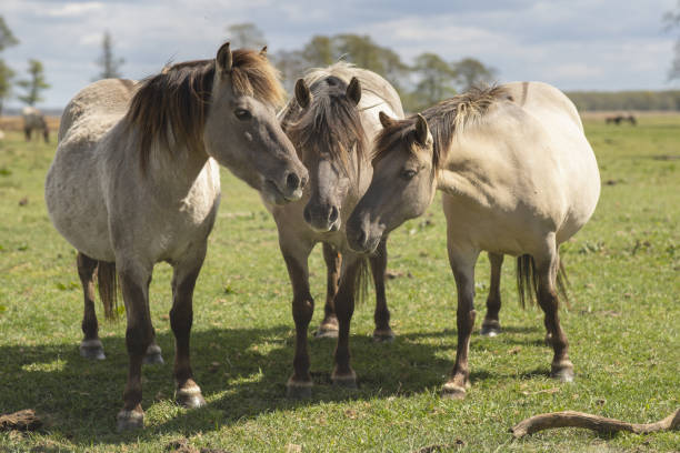istock horse, horses, Polish pony 2165444906