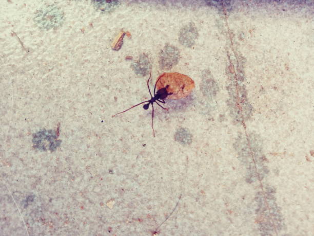 Black ant carrying dry leaf on porous surface.