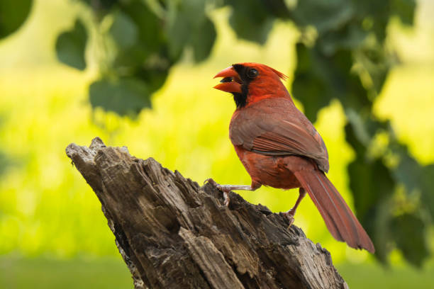 Northern cardinal female in white spruce tree, early spring, Connecticut