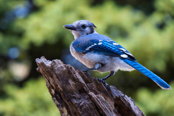 istock Wildlife animal bird 2165447301