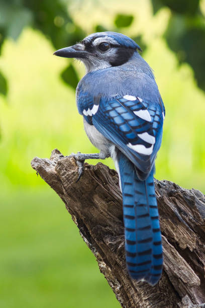 istock Wildlife animal bird 2165447302