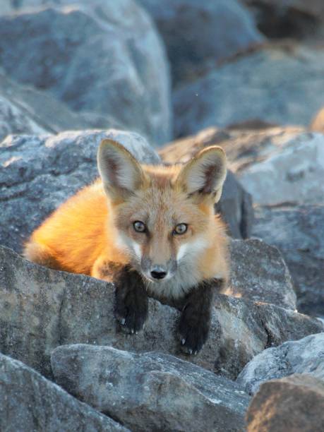 istock Red Fox Nestled Among Grey Rocks 2165447483