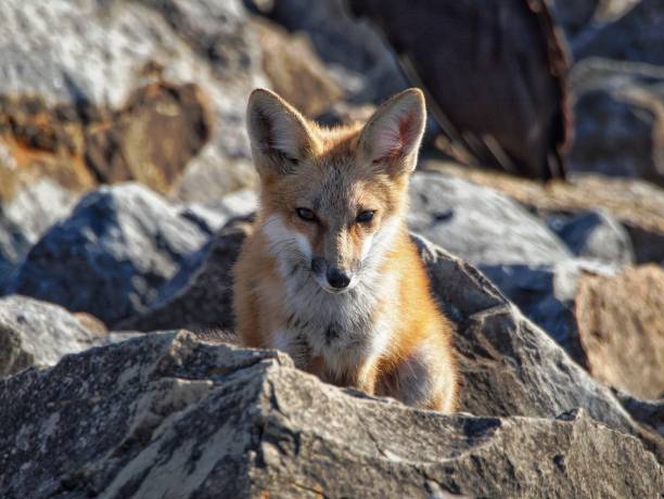 This captivating image captures a close-up view of a fox sitting among rocks. The fox’s sharp, attentive gaze and its fur, which displays a mix of orange, white, and black tones, are beautifully highlighted against the rugged, rocky background. The surrounding rocks create a natural and rugged environment, emphasizing the fox’s presence in its natural habitat. The clear focus on the fox, contrasted with the textured rocks, showcases the intricate details of the animal’s fur and its alert expression. This photograph offers a fascinating glimpse into the life of a fox in the wild, highlighting its adaptability and resilience. It is particularly relevant for educational purposes, wildlife studies, or as a visually compelling piece of nature-themed content. The image underscores the beauty and complexity of wildlife, making it a valuable addition to any collection.